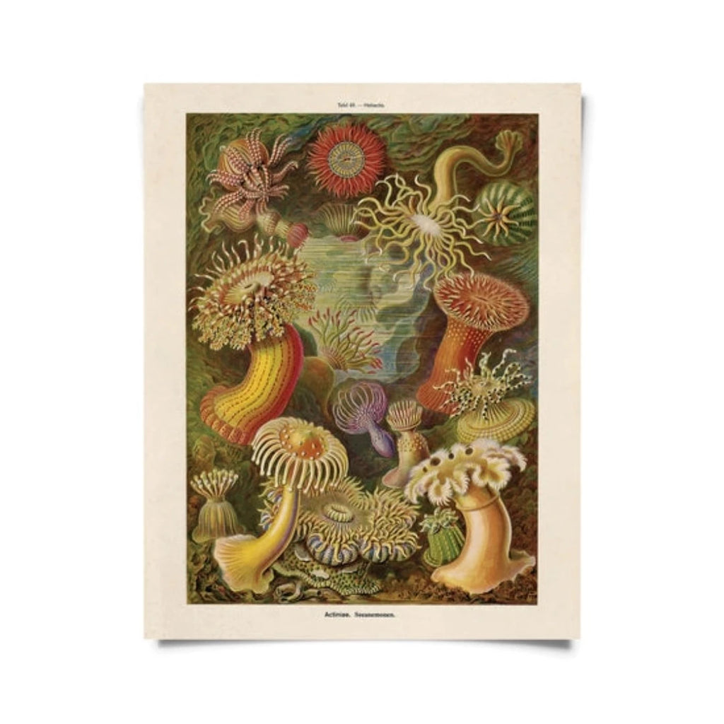 Vintage Haeckel Sea Anemone Print w/ optional frame - McKays Flooring