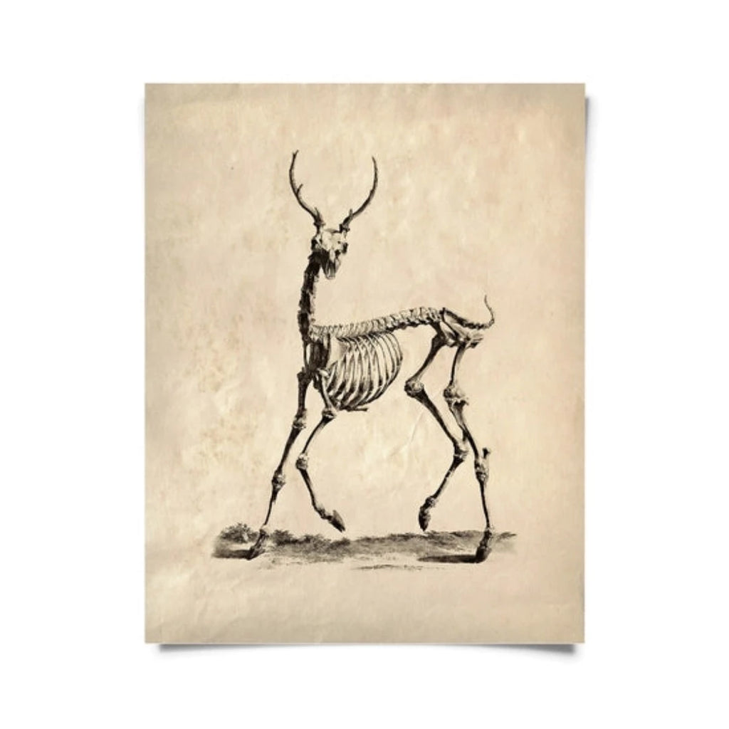 Vintage Deer Skeleton Print w/ frame option - McKays Flooring