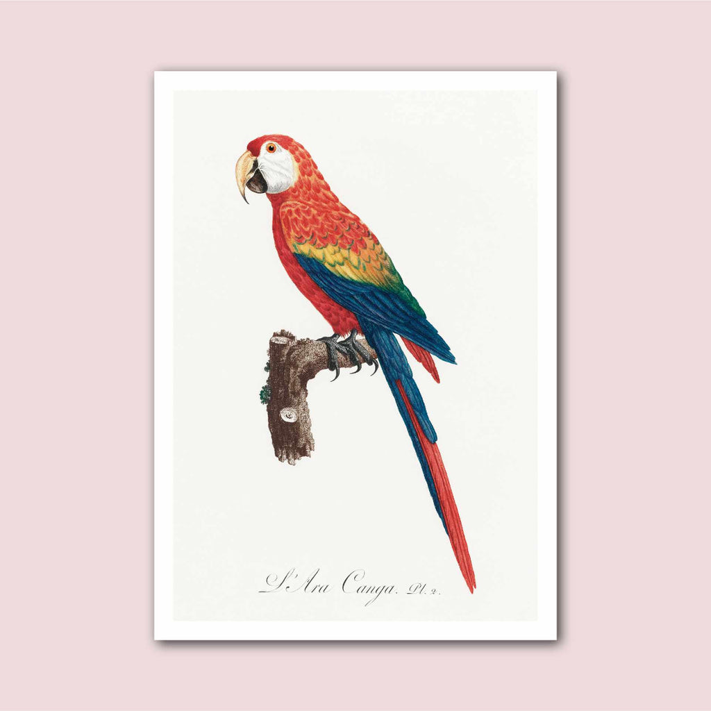 Scarlet Macaw Parrot Vintage Natural History Print - Marcias Flooring
