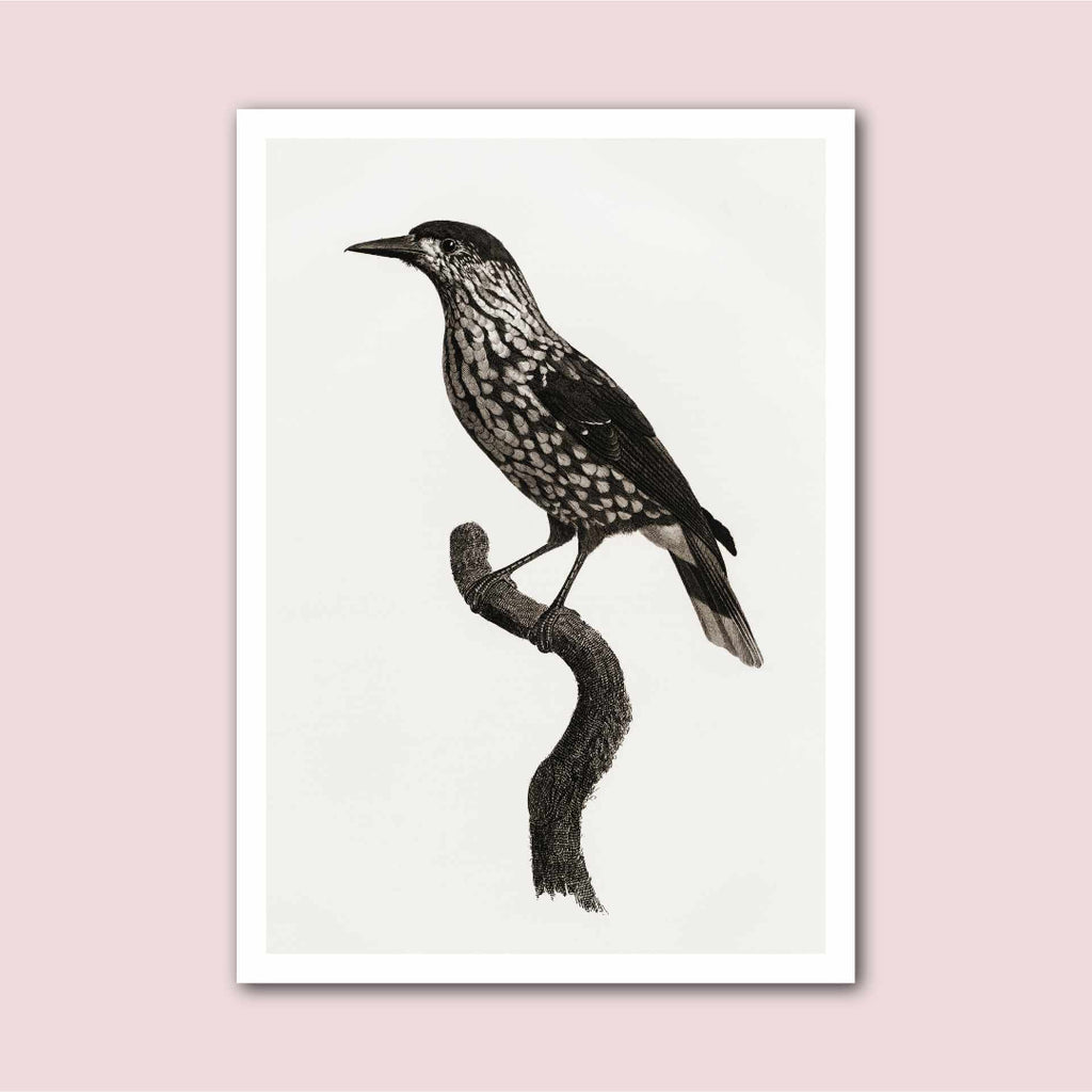 Nutcracker Black Bird Vintage Natural History Print - Marcias Flooring
