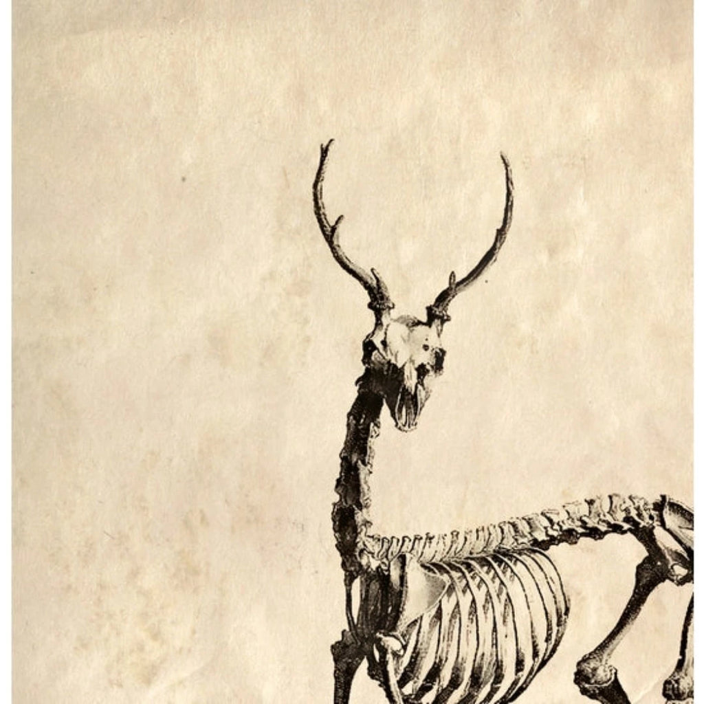 Vintage Deer Skeleton Print w/ frame option - McKays Flooring