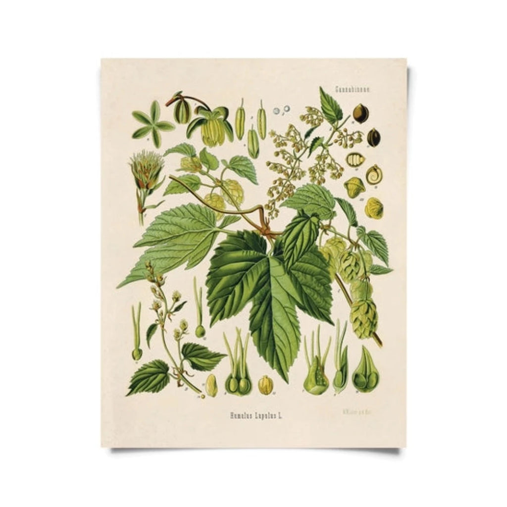Vintage Botanical Beer Hop Flower Print w/ optional frame - McKays Flooring