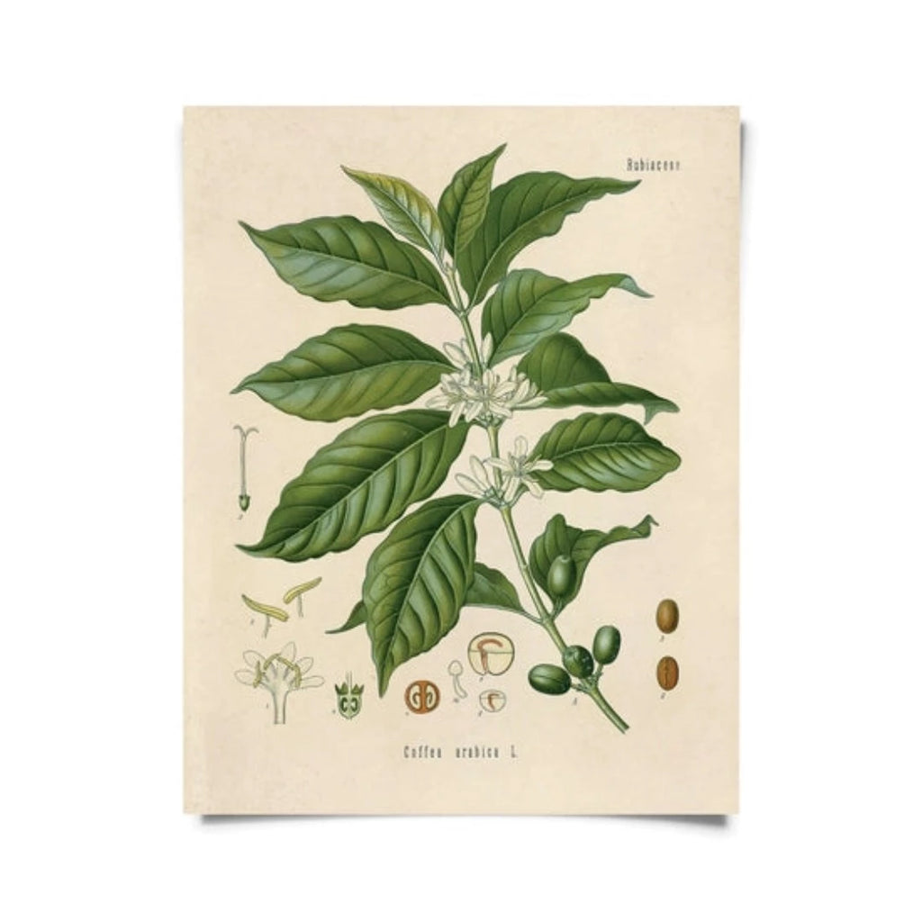 Vintage Botanical Coffee Plant Print w/ optional frame - McKays Flooring