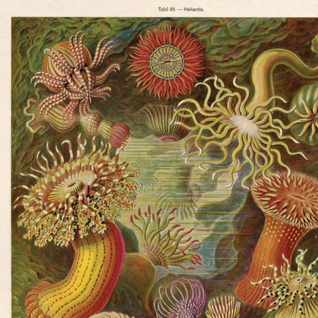 Vintage Haeckel Sea Anemone Print w/ optional frame - McKays Flooring