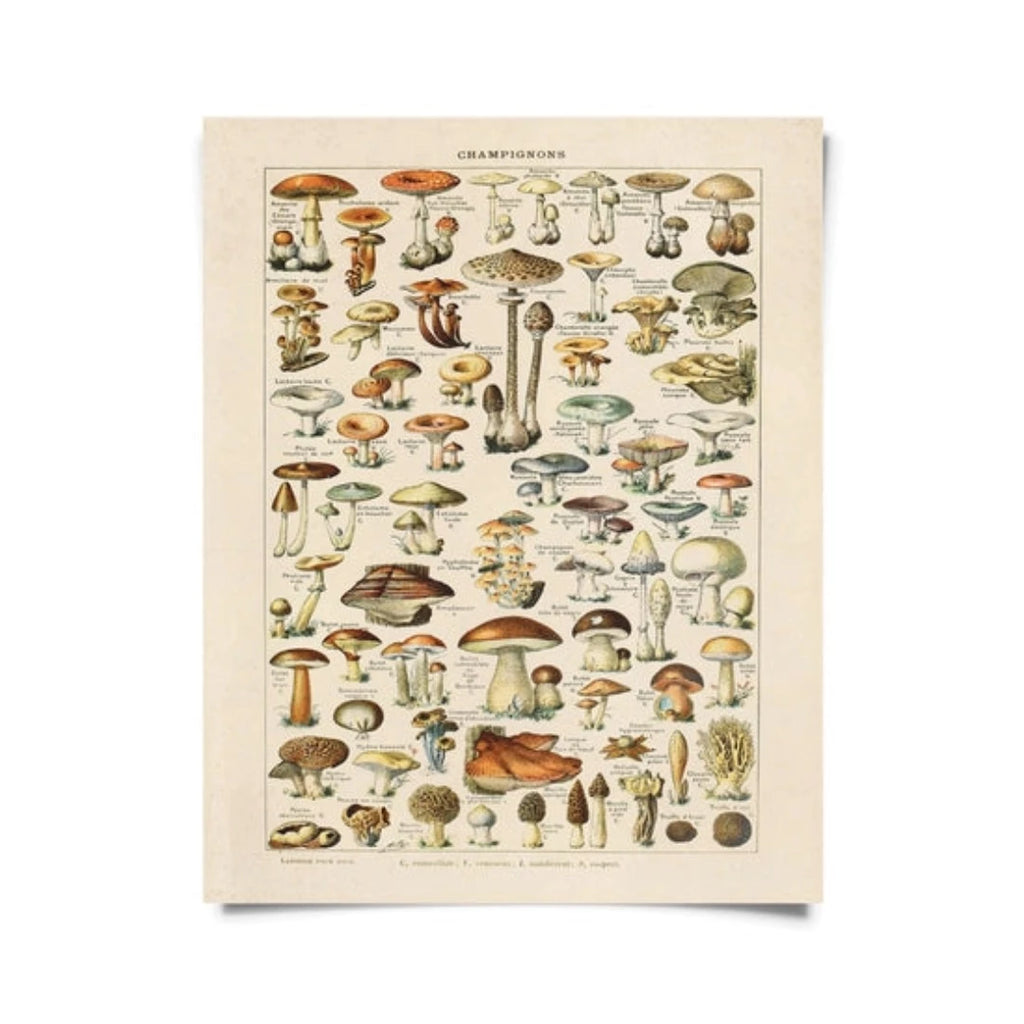 Vintage French Champignons Mushroom Print w/ optional frame - McKays Flooring