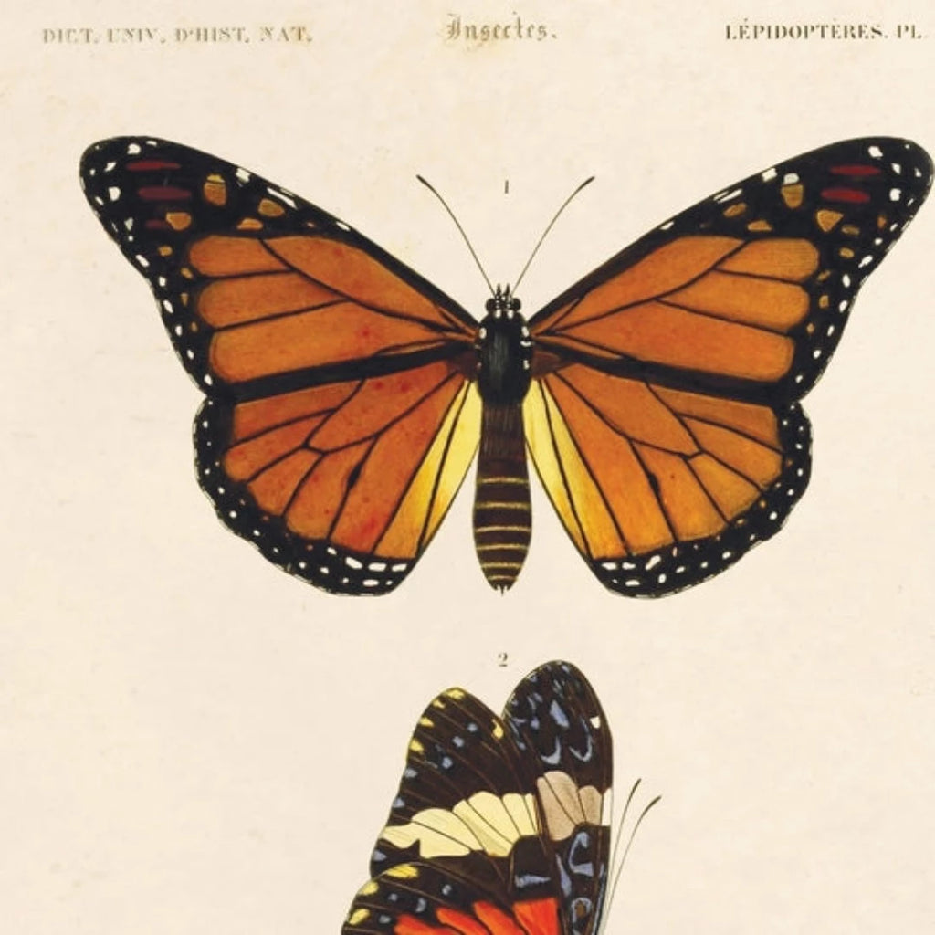 Vintage d'Orbigny Butterfly Print w/ optional frame - McKays Flooring