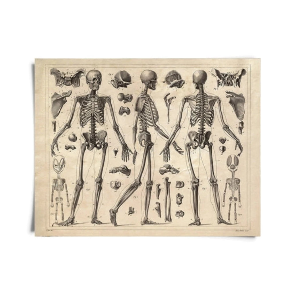 Vintage Anatomy Skeleton Diagram Print - McKays Flooring