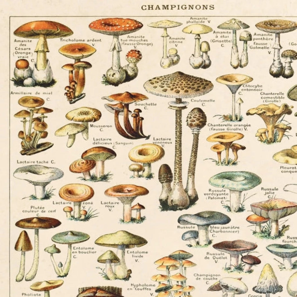 Vintage French Champignons Mushroom Print w/ optional frame - McKays Flooring