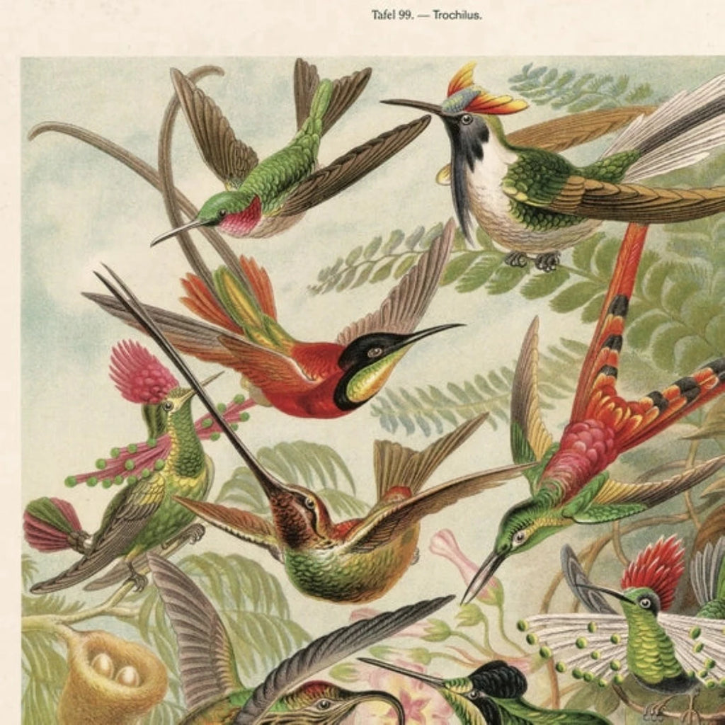 Vintage Haeckel Hummingbirds Print w/ optional frame - McKays Flooring
