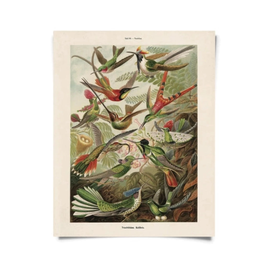 Vintage Haeckel Hummingbirds Print w/ optional frame - McKays Flooring