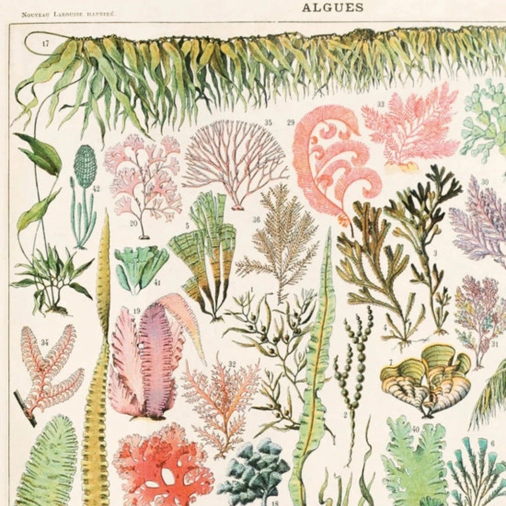 Vintage Botanical Seaweed Algae Print w/ optional frame - McKays Flooring