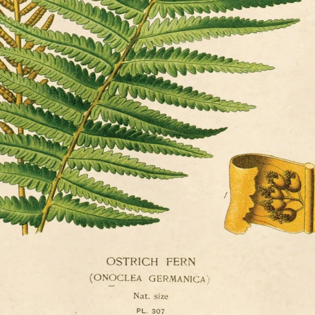 Vintage Botanical Ostrich Fern Print w/ optional frame - McKays Flooring