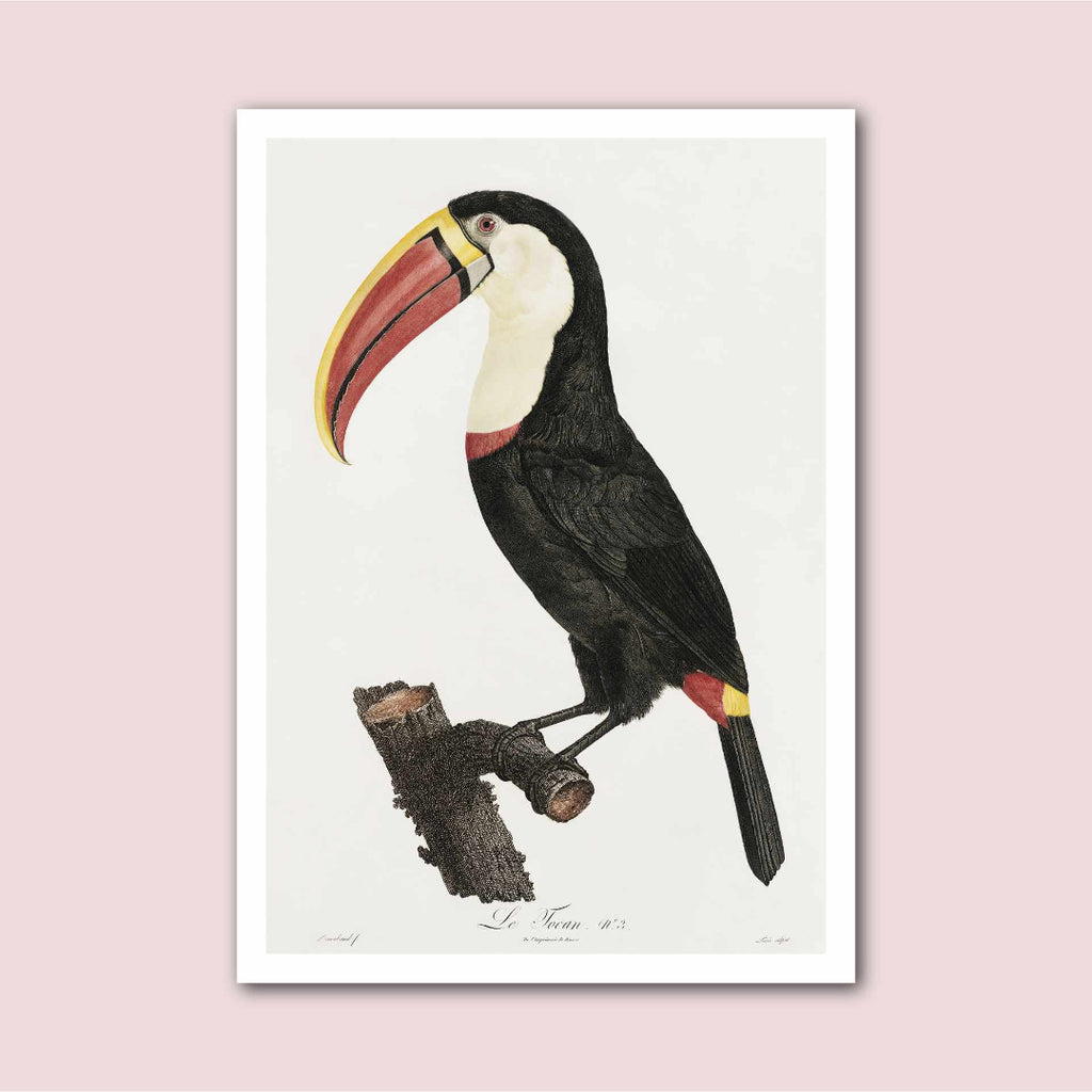 Toucan Vintage Natural History Print - Marcias Flooring
