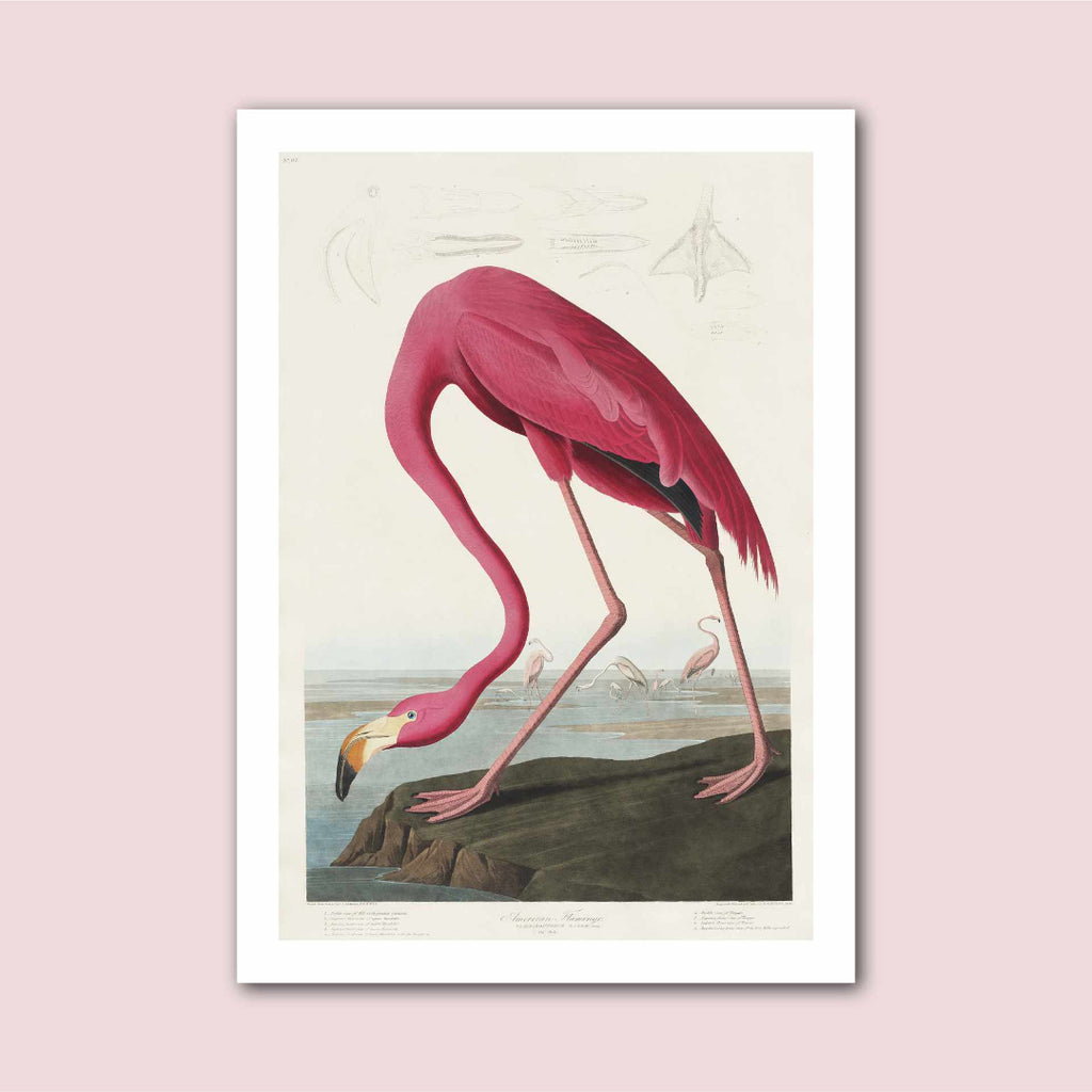 Flamingo Vintage Illustration Print - Marcias Flooring